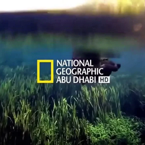 شاهد الطبيعة.. تردد قناة ناشيونال جيوغرافيك أبو ظبي National Geographic 2025